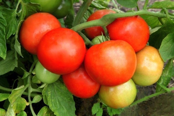 Tomato Juggler - гибрид для выращивания в регионах с суровым климатом