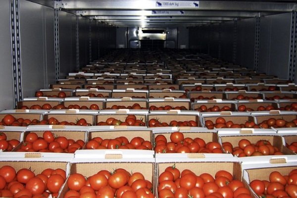 Tomato Juggler - гибрид для выращивания в регионах с суровым климатом