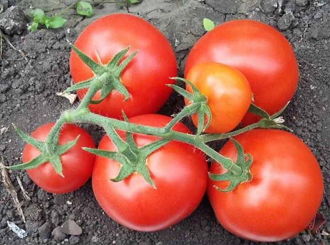 Любаша помидоры f1 - отзывы, фото, урожайность