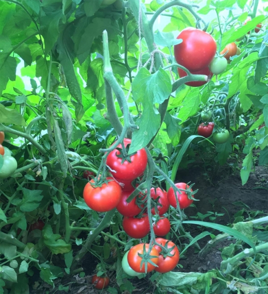 Любаша помидоры f1 - отзывы, фото, урожайность