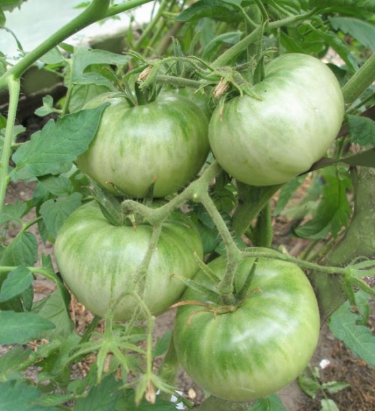 Гигантские розовые помидоры - характеристика и описание сорта, фото, отзывы