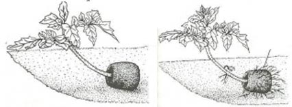 Помидоры в открытом грунте - технология выращивания: условия, посадка, посадка на рассаду, подкормка