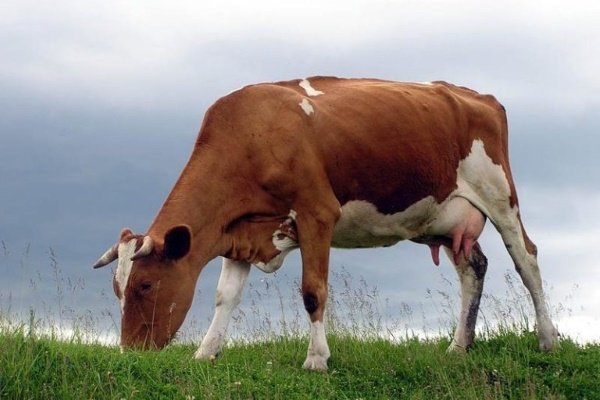ТОП-15 лучших пород коров