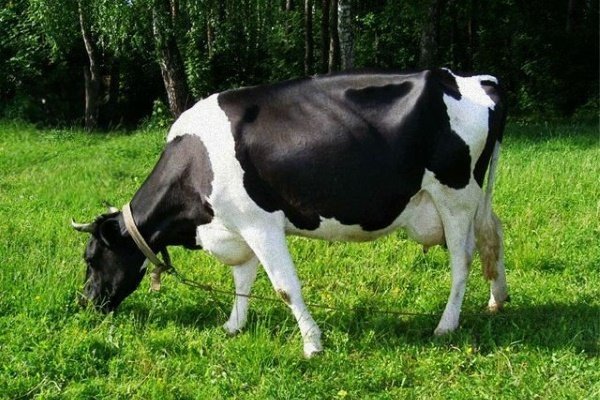 ТОП-15 лучших пород коров