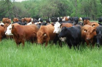 ТОП 15 лучших пород коров