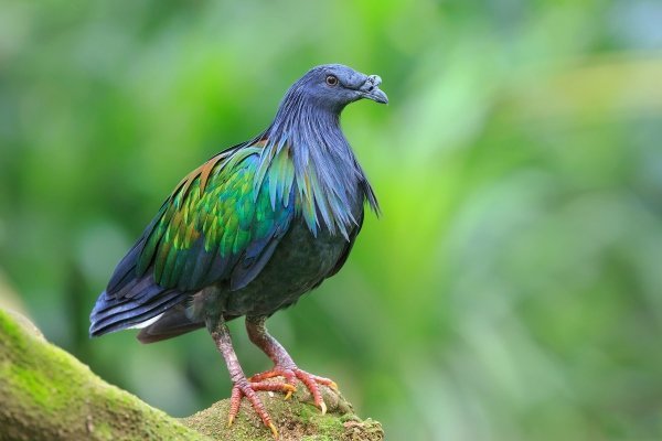 ТОП-20 самых красивых и необычных голубей мира