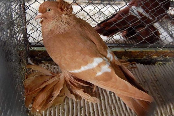 ТОП-20 самых красивых и необычных голубей мира