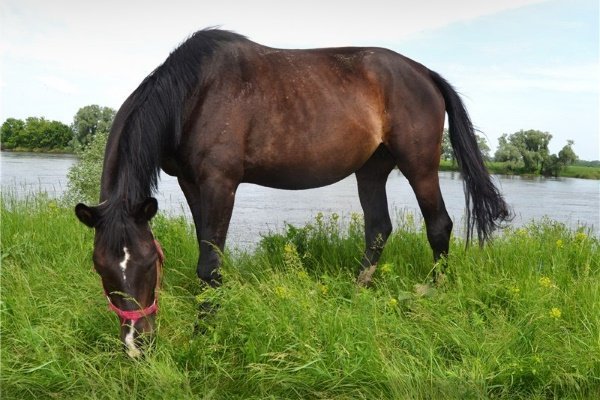 Тракененские лошади: особенности внешнего вида, характер и содержание породы
