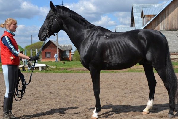 Тракененские лошади: особенности внешнего вида, характер и содержание породы