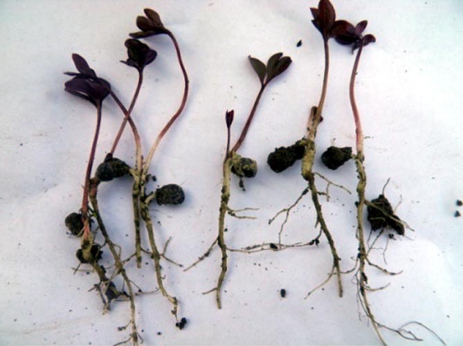 Травянистые и древовидные пионы - размножение и посадка, уход за садом (удобрение, орошение)