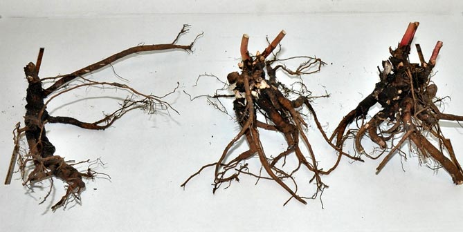 Травянистые и древовидные пионы - размножение и посадка, уход за садом (удобрение, орошение)