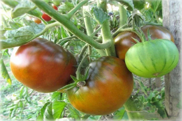 Три надежных дачных помидора, которые выдержат все капризы современности