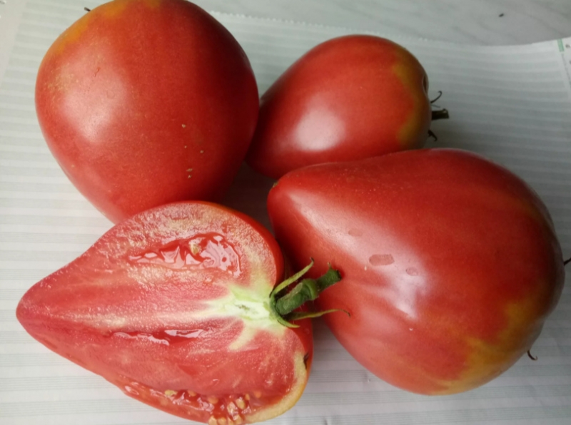 Три надежных дачных помидора, которые выдержат все капризы современности