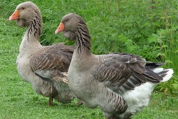 Тулузские гуси – главные характеристики и условия содержания