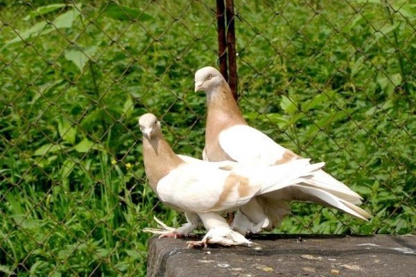 Туркменские агараны: характеристика и содержание боевых голубей