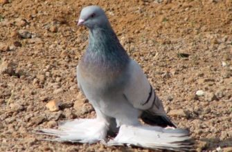 Туркменские агараны: особенности и содержание бойных голубей