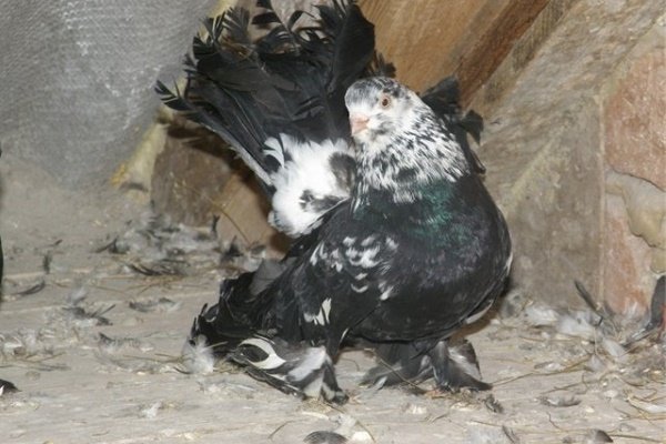 Уход, содержание и разнообразие статных голубей