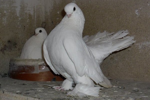 Уход, содержание и разнообразие статных голубей