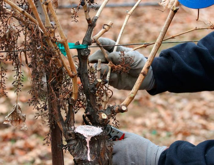 Укрытие для винограда на зиму