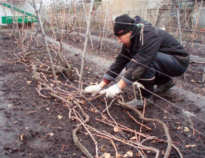 Укрытие для винограда на зиму