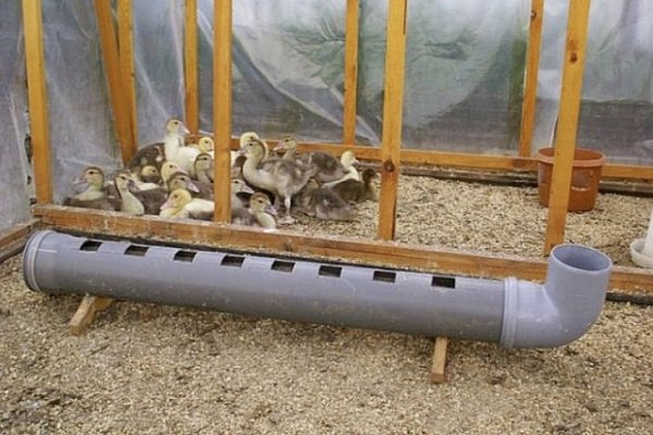 Условия и особенности разведения фазанов