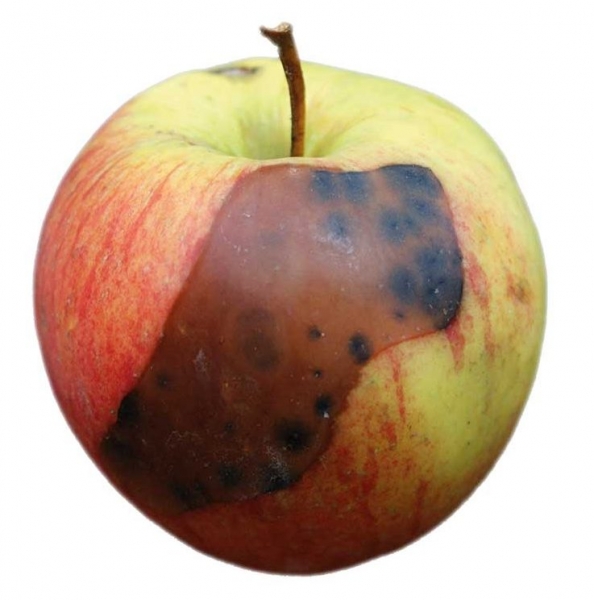 Условия и температура хранения яблок зимой в домашних условиях
