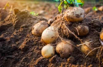 Увеличила урожай Картофеля на своем участке в 3 раза