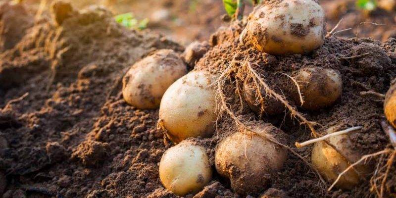 Увеличила урожай Картофеля на своем участке в 3 раза