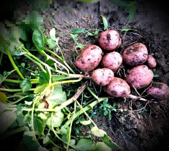 Повышена урожайность картофеля на моем участке в 3 раза