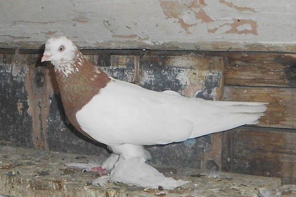 Узбекские голуби: их характеристика и виды
