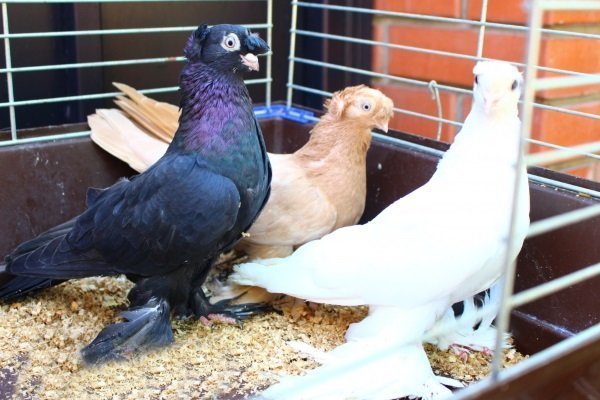 Узбекские голуби: их характеристика и виды