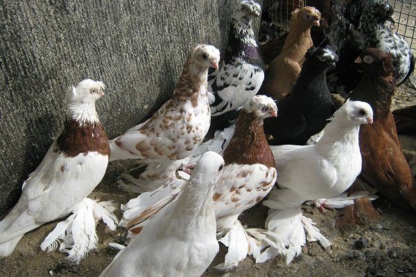 Узбекские голуби: их характеристики и виды