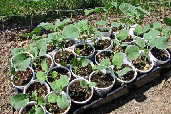 В чем особенность савойской капусты и как ее правильно выращивать?
