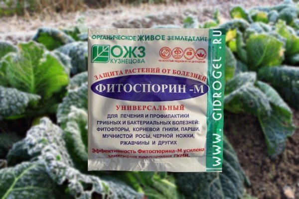 В чем особенность савойской капусты и как ее правильно выращивать?