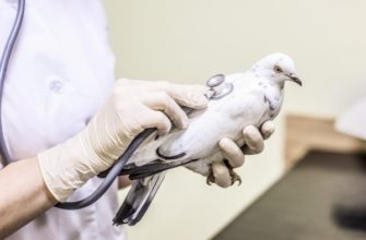 Вакцина «Ла Сота» – защита голубей от болезни Ньюкасла