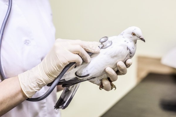 Вакцина «Ла Сота» – защита голубей от болезни Ньюкасла