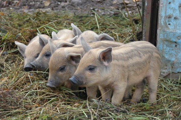 Венгерская мангалица: характеристика и особенности свиноводства