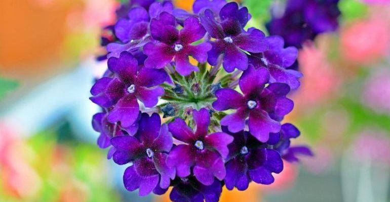Вербена – фото цветов, когда сажать рассаду