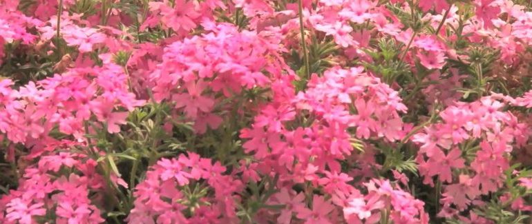 Вербена - фото цветов, когда сажать рассаду