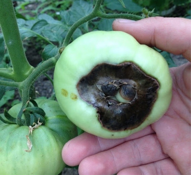 Верхняя гниль помидоров: как вести себя в теплице и в открытом грунте