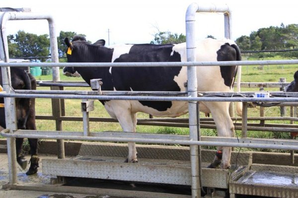 Вес коровы: от чего зависит и как узнать вес животного?