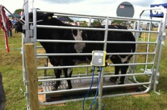 Вес коровы: от чего зависит и как узнать массу животного?