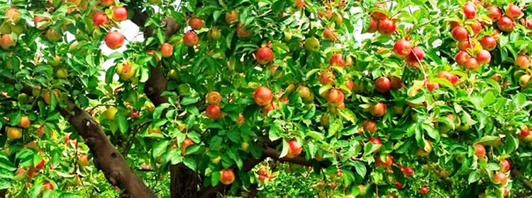 Весенняя и осенняя обрезка яблонь: как обрезать колоновидную и карликовую яблоню