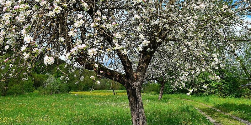 Весенняя и осенняя обрезка яблони: как обрезать колоновидную и карликовую яблоню