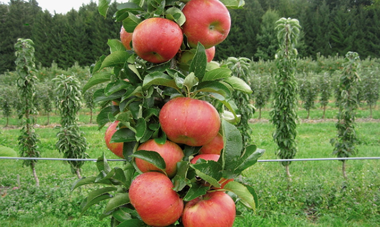 Весенняя и осенняя обрезка яблонь: как обрезать колоновидную и карликовую яблоню