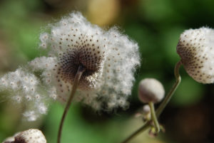 ЕСТЬ - фото травянистого растения, описание цветка