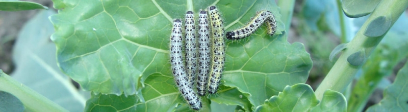 Виды вредителей капусты, которые грызут и сосут