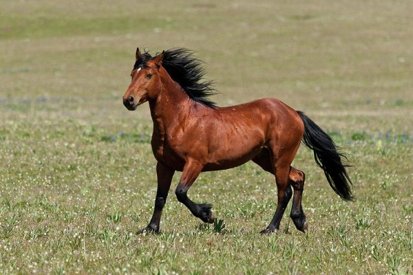 Виды и характеристики диких лошадей