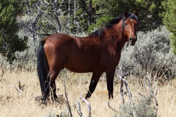Виды и характеристики диких лошадей