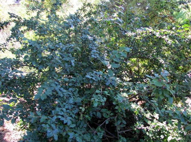Виды кизильника с фото: глянцевый, горизонтальный, черноплодный, даммер, посадка и уход